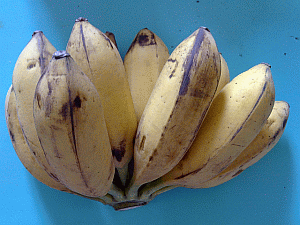 Image: Large Chinese banana or 'dai d'zhu' - Click to Enlarge