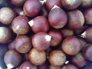 Image: Chestnuts - Click to Enlarge