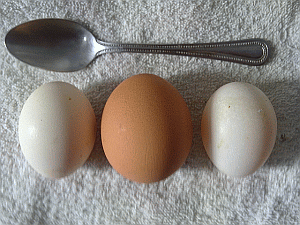 Image: Chicken Eggs - Click to Enlarge