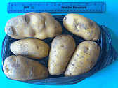 Image: Potatoes - Click for Details
