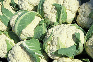 Image: Chinese Cauliflower - Click to Enlarge