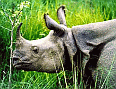 Image: Endangered Rhino safe in Chitwan Park, Nepal - Click to Enlarge