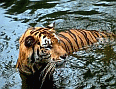 Image: Bengal Tiger in Chitwan National Park, Nepal - Click to Enlarge