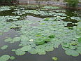 Image: Village Pond - Click to Enlarge