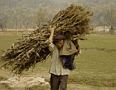 Image: Farmer Collecting Firewood - Guilin