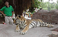 Shenzhen Zoo featuring an endangered Southern Chinese Tiger. Note the Zoo Keeper is actually inside the cage!