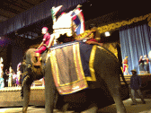 Image: Elephant performance 02 - Click to Enlarge