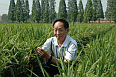 Image: Yuan Longping, Father of hybrid rice