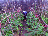 Image: One of Baba's 'cash-crop' allotments - Click to Enlarge
