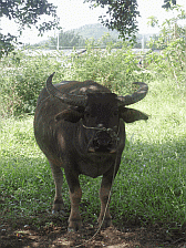 Image: Baba's Ox