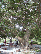 Image: Village entrance pagoda thingymagig, set underneath an old longnun tree