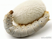 Image: A silkworm and cocoon - Click to Enlarge