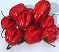 Image: Caribbean Red Hot, one of the world's hottest chillis on the Scoville Scale