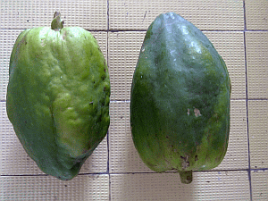 Image: Mok Gwa or Common Mango - Click to Enlarge