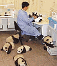 Image: Panda's in the office